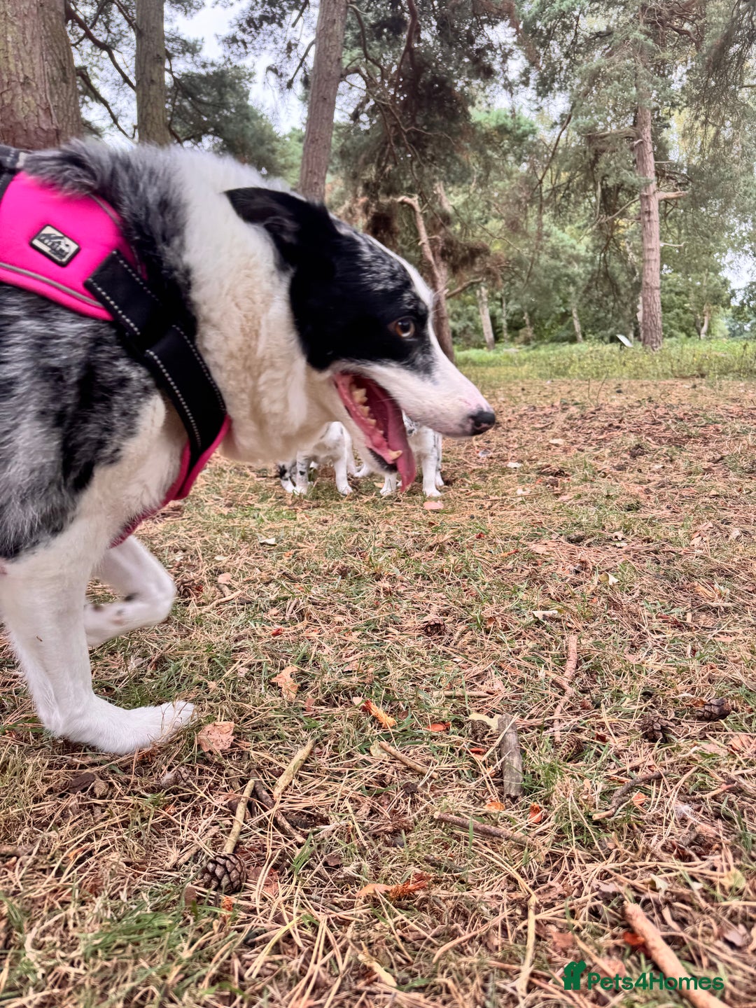 Border Collie dogs for sale: Border collie pups  - Image 8