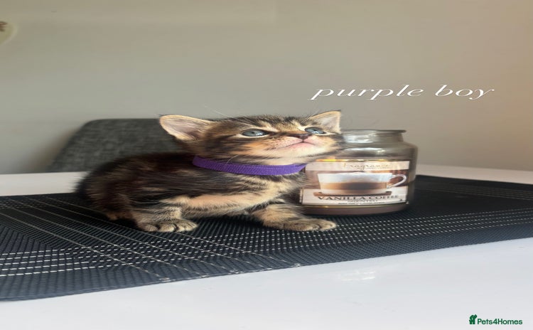 Mixed Breed cats - Advert 15