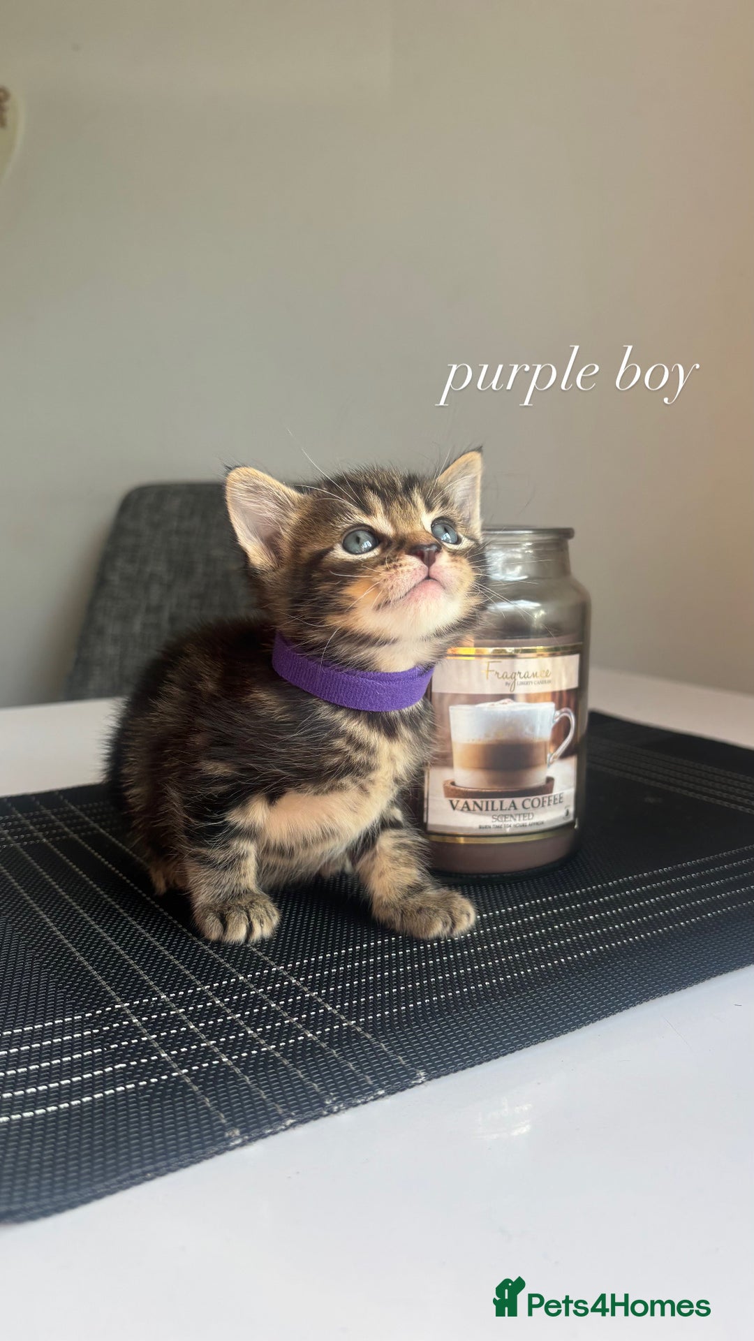 Mixed Breed cats for sale: beautiful, fluffy, tabby litter of 6 kittens - Image 1