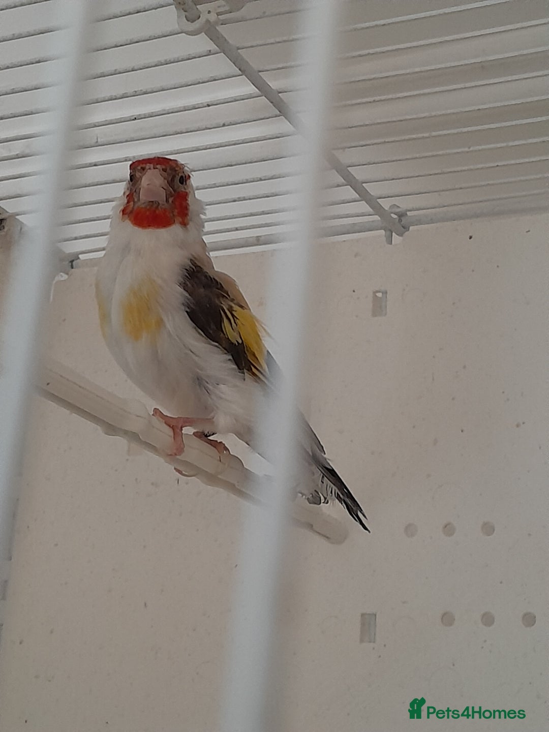 Canaries birds for sale: Canaries and Goldfinches  - Image 4