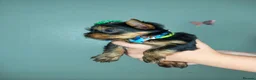 Yorkshire Terrier dogs for sale: Beautiful Yorkies for sale - Advert 33
