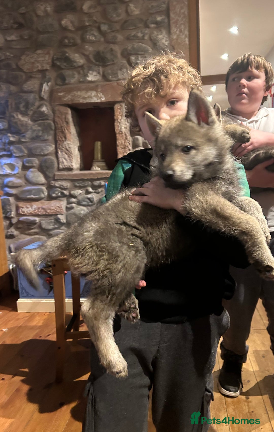 Saarloos Wolfdog dogs for sale: READY NOW Czechoslovakian wolfdog - Advert 2