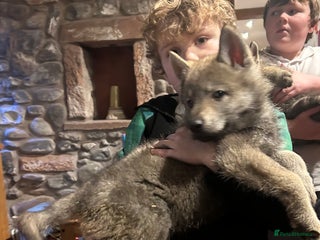 Saarloos Wolfdog dogs Czechoslovakian wolfdog ( vlciak) IKC reg litter - Advert 2