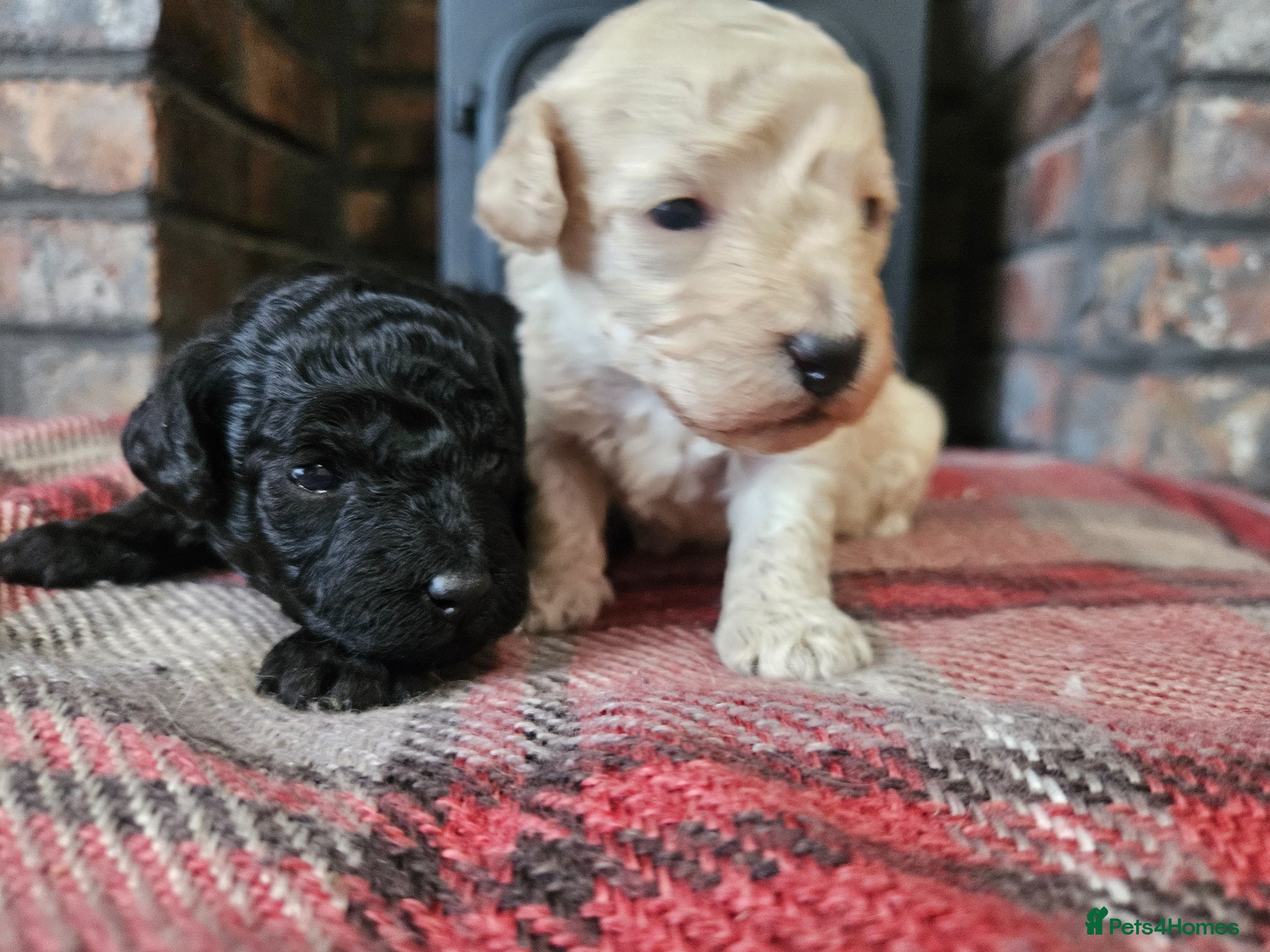 Toy Poodle dogs Toy poodle pups - Advert 5