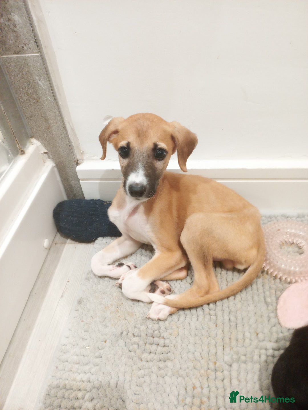 Lurcher dogs for sale: Lurcher pups  - Image 2