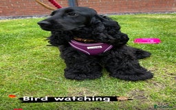 Cocker Spaniel dogs for sale: Retirement home  - Image 7