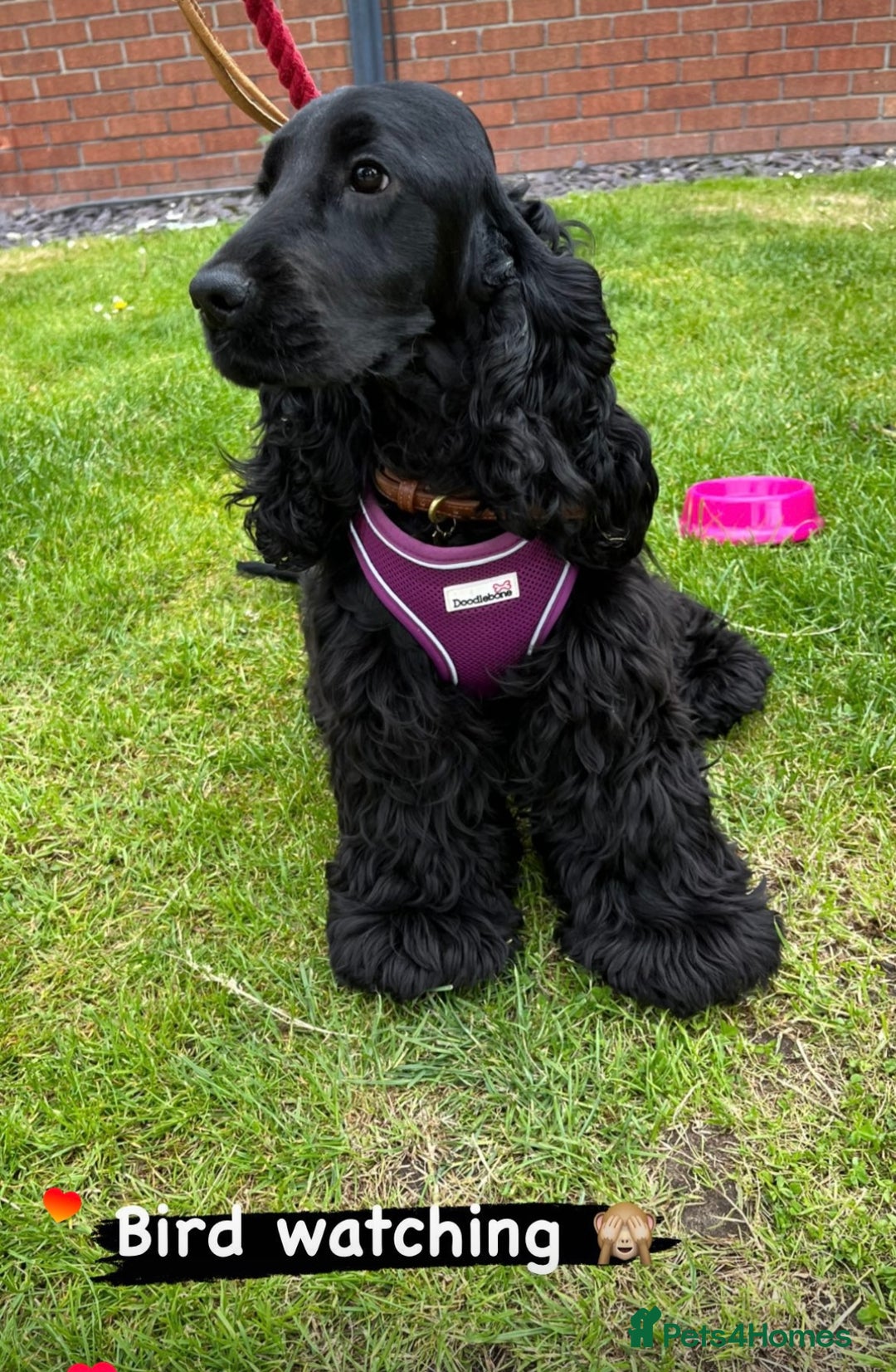 Cocker Spaniel dogs for sale: Retirement home  - Image 7