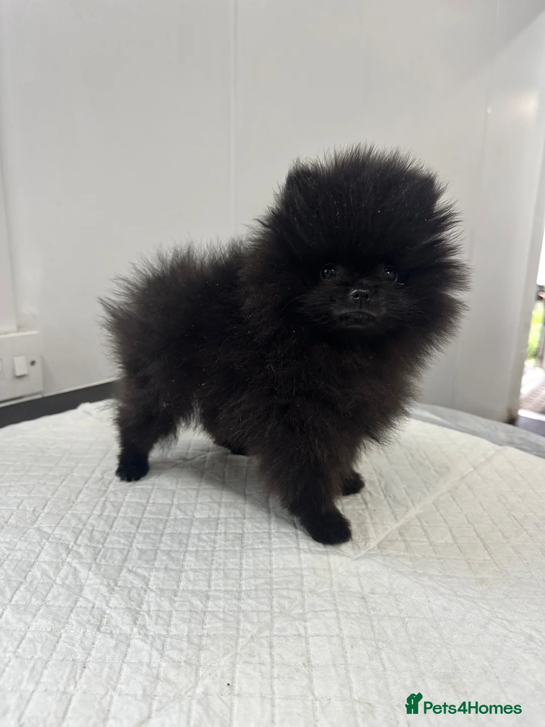 Pomeranian dogs for sale: Beautiful Petite Teddy Bear Faced Girl  - Advert 2