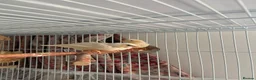 Finches birds for sale: Three fledgling Zebra Finches in London - Advert 5