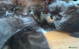 British Longhair cats for sale: 5 beautiful kittens for sale - Image 5