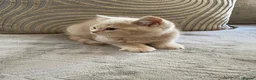 British Shorthair cats for sale: GCCF British Shorthair Kittens  in Southampton - Advert 11