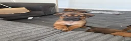 Mixed Breed dogs for sale: Beautiful coloured pups - Advert 15