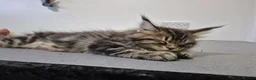 Maine Coon cats for sale: Pedigree gccf registered maine coon kittens - Advert 11