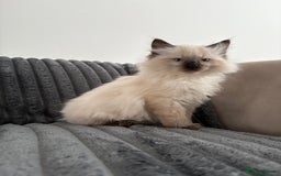 Ragdoll cats for sale: 2 Ragdoll Kittens left 🐾🤍 READY TO LEAVE NOW! - Image 16