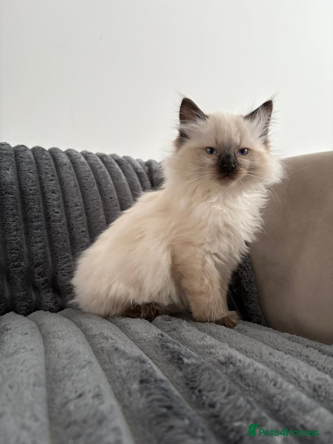 Ragdoll cats for sale: 2 Ragdoll Kittens left 🐾🤍 READY TO LEAVE NOW! - Image 16