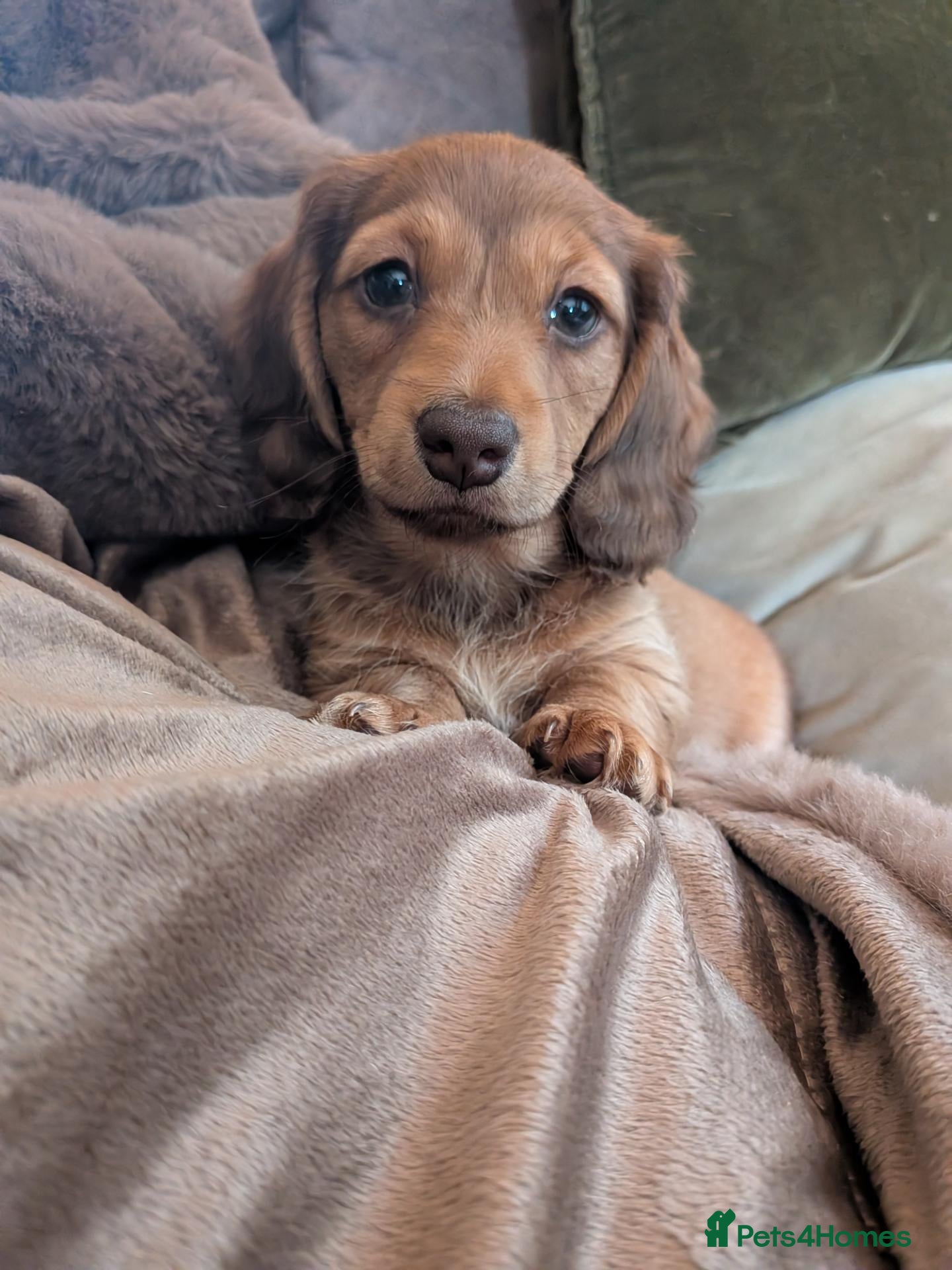Miniature Dachshund dogs 1 long haired girl Miniature Dachshund Puppies   - Advert 6
