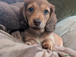Miniature Dachshund dogs 1 long haired girl Miniature Dachshund Puppies - Advert 6