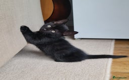 Domestic Shorthair cats for sale: Why nobody wants us? 😞😿 - Image 5