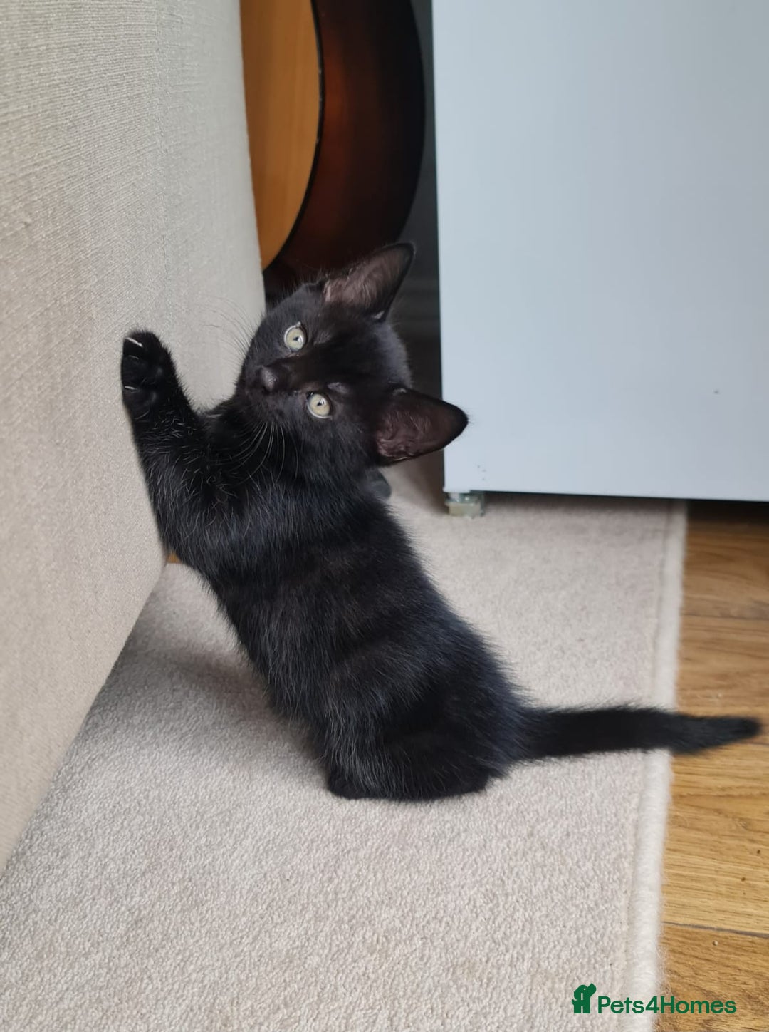 Domestic Shorthair cats for sale: Why nobody wants us? 😞😿 - Image 5
