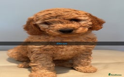 Cockapoo dogs for sale: Stunning F1B Cockapoo Pups - Image 2