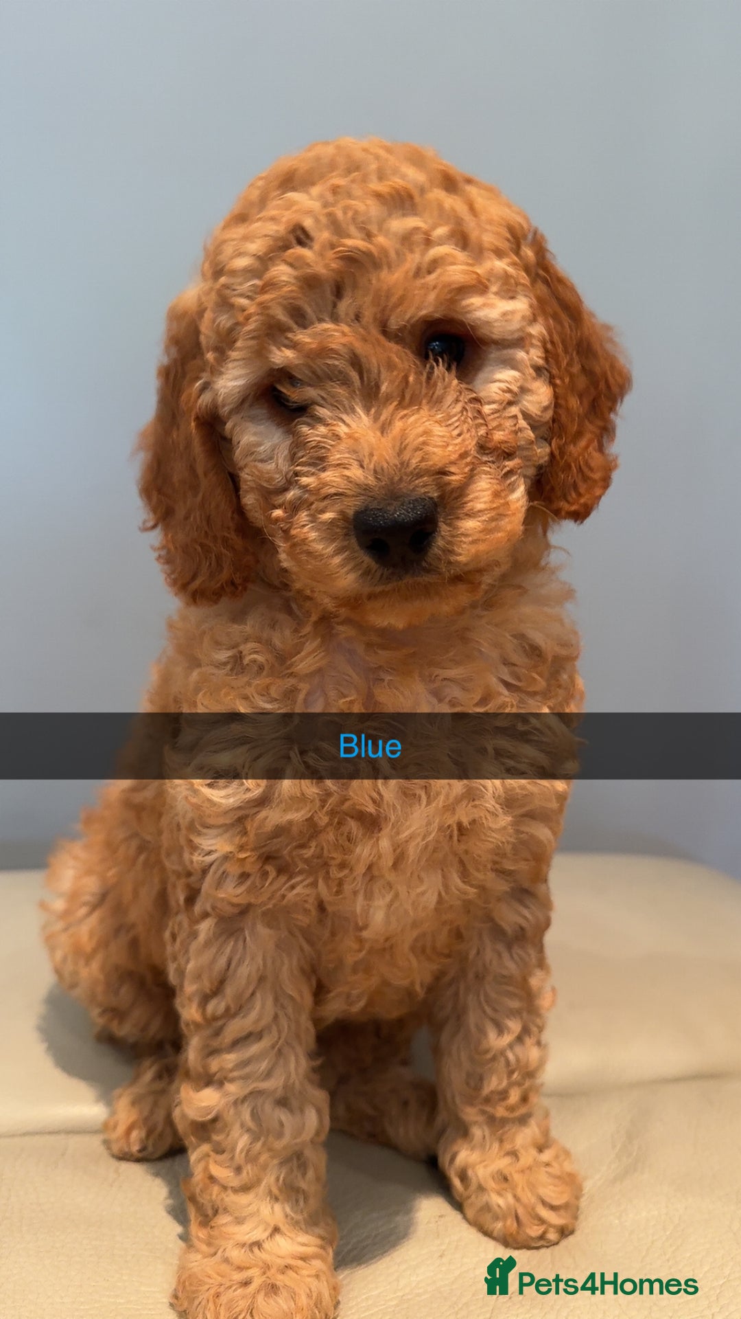 Cockapoo dogs for sale: Stunning F1B Cockapoo Pups - Image 2