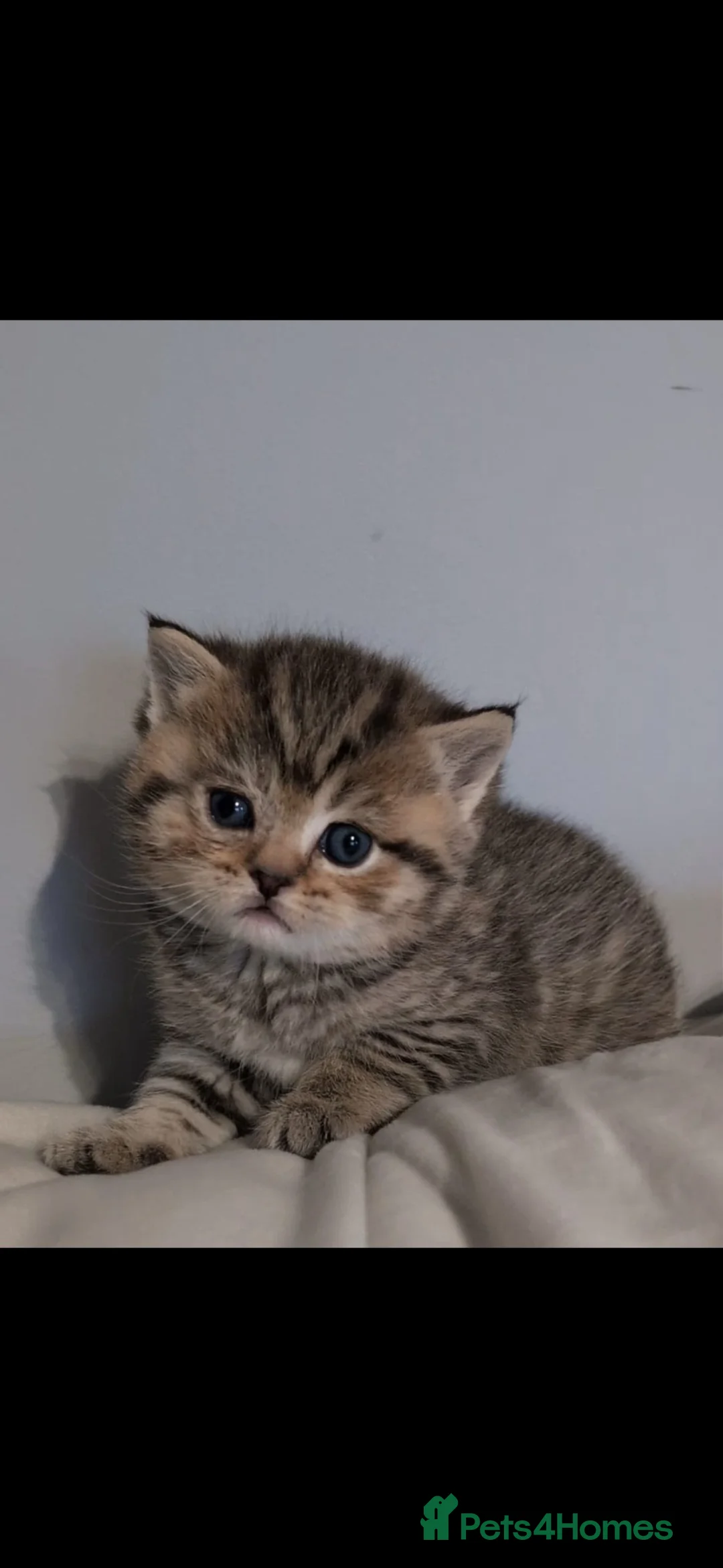 British Shorthair cats for sale: ACTIVE BSH GCCF SPOTTED TABBY GIRL - Advert 7