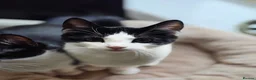 Mixed Breed cats for sale: These are exceptional kittens. - Advert 14