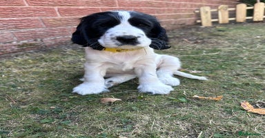Cocker Spaniel dogs - Advert 2