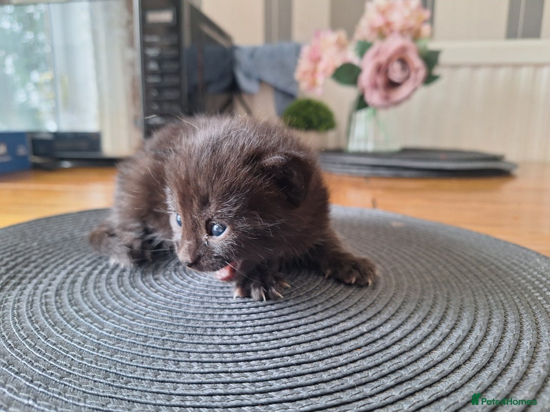 Mixed Breed cats for sale: 🐾 Adorable Kittens Looking for Loving Homes! 🐾 - Image 17