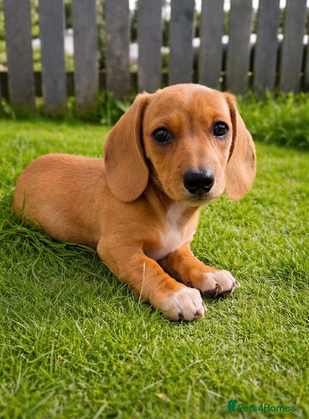 Miniature Dachshund dogs ✨ KC Smooth haired cream miniature dachshunds✨ - Advert 12