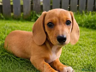 Miniature Dachshund dogs ✨ KC Smooth haired cream miniature dachshunds✨ - Advert 12