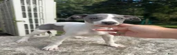 Whippet dogs for sale: 🥰LAST TWO WHIPPET BOYS REMAINING🥰 - Advert 13