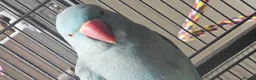 Ringnecks birds for sale: Blue Indian Ringneck + Cage in Shrewsbury - Advert 5
