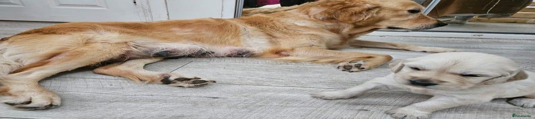 Golden Retriever Puppy 3