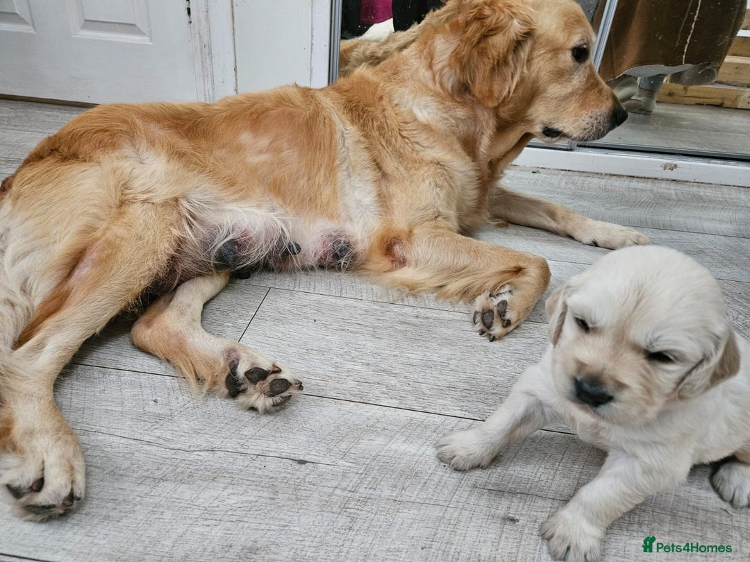 Golden Retriever dogs for sale: Golden retriever puppies - Image 8
