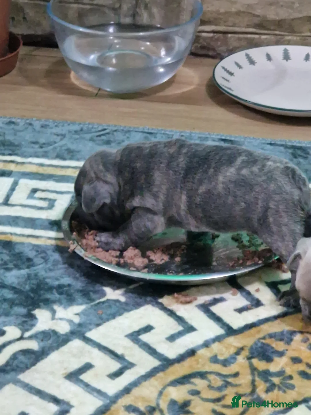 French Bulldog dogs for sale: Beautiful blue french bulldogs puppies  - Advert 15
