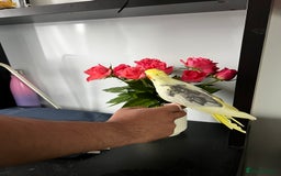 Cockatiels birds for sale: Tame cockatiels for New Home - Image 2