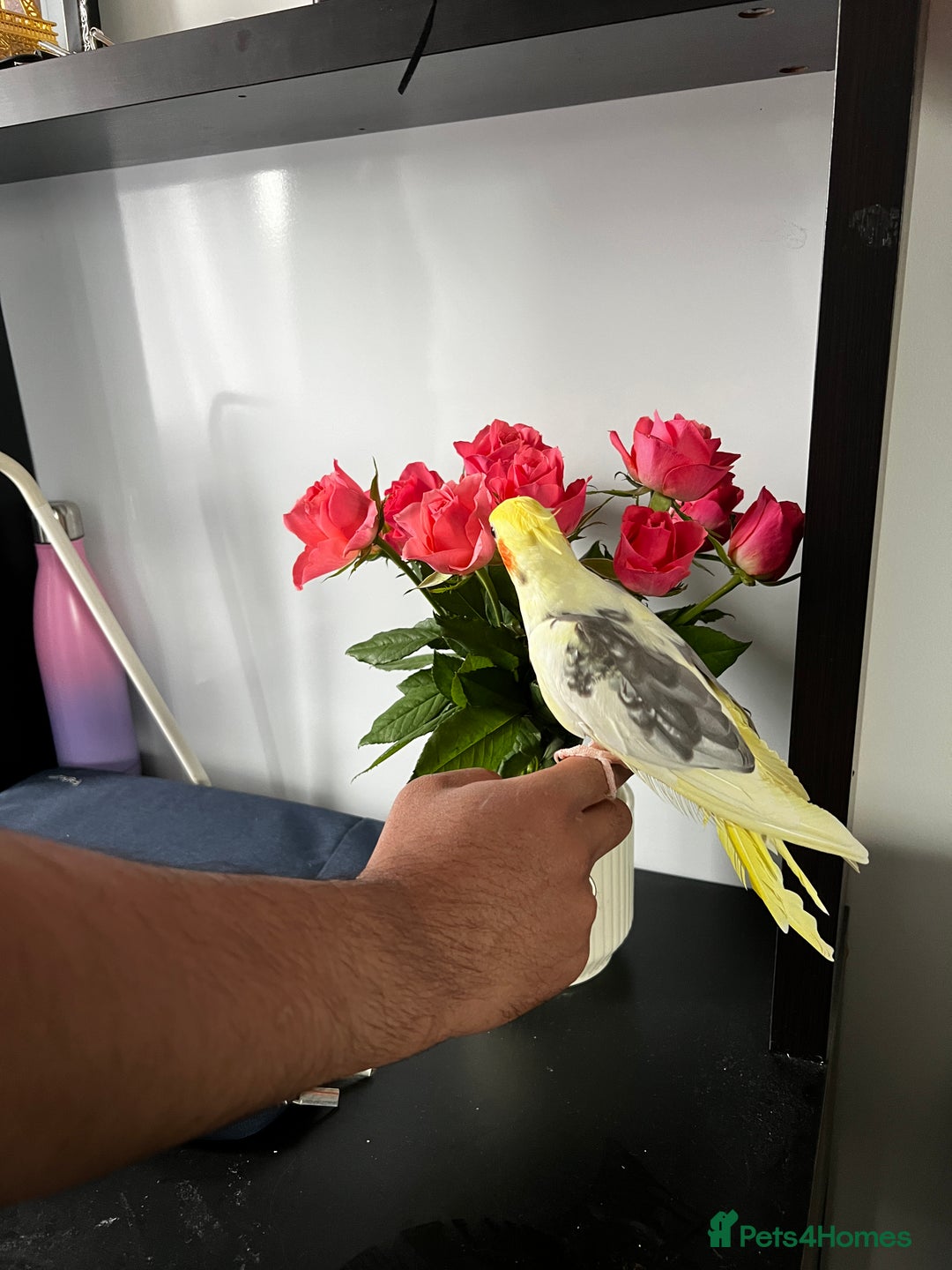 Cockatiels birds for sale: Tame cockatiels for New Home - Image 2