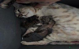 Bengal cats for sale: F1 Bengal Kittens, born 30/07/2025 ready Sept - Image 12