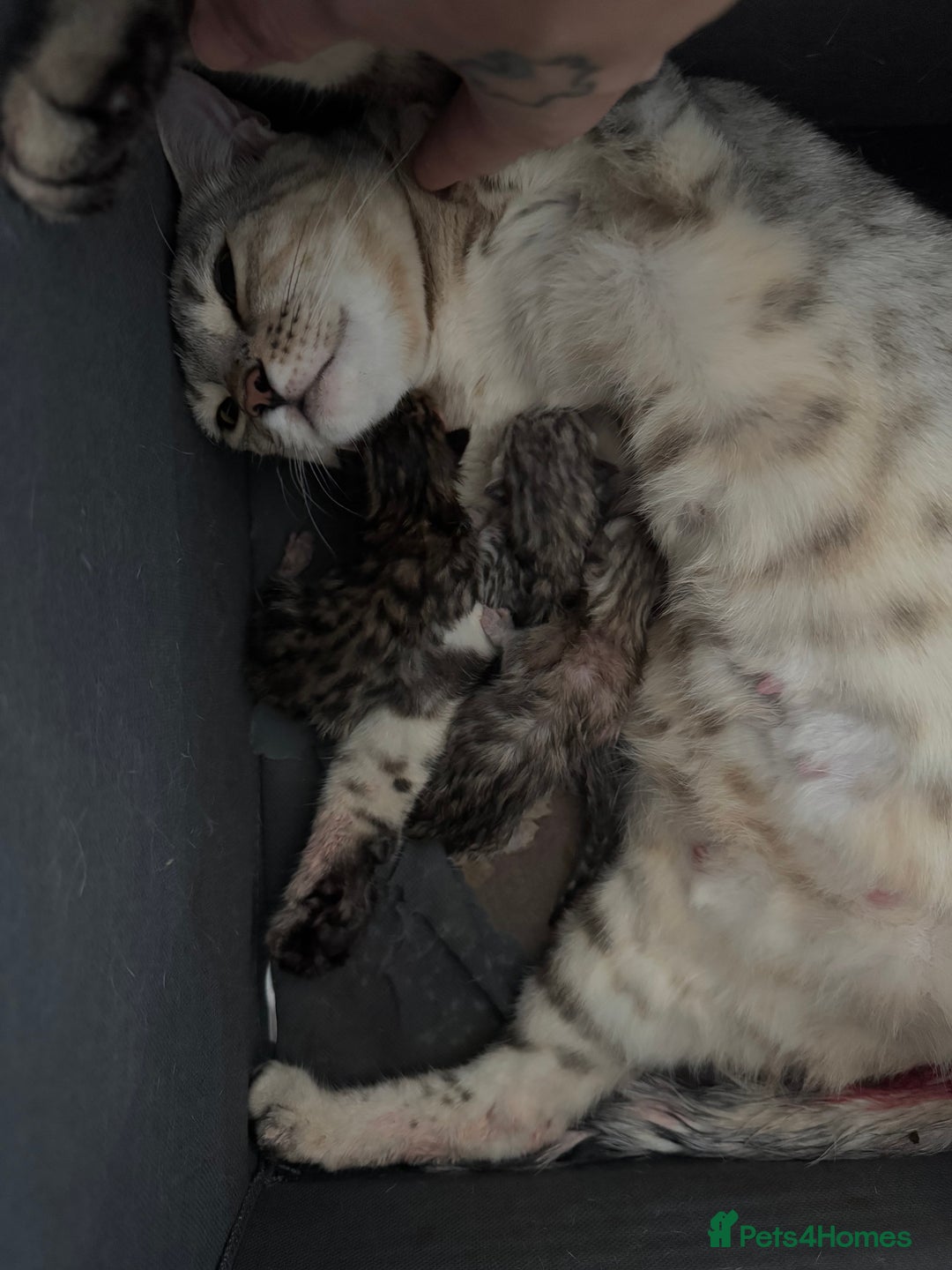 Bengal cats for sale: F1 Bengal Kittens, born 30/07/2025 ready Sept - Image 12