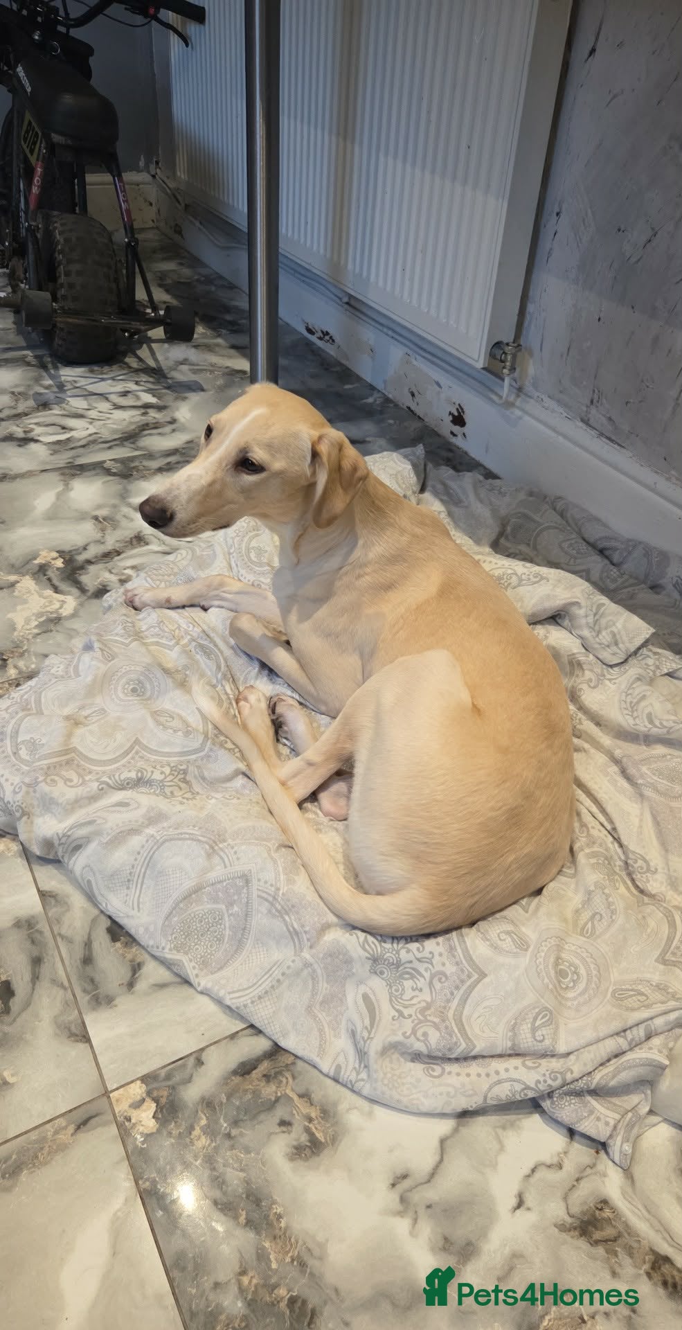 Mixed Breed dogs Saluki x grey hound 9 months old  - Advert 1