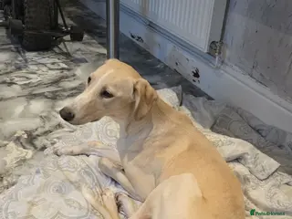 Mixed Breed dogs Saluki x grey hound 9 months old - Advert 1