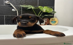 Rottweiler dogs for sale: LAST PUP  - Image 4