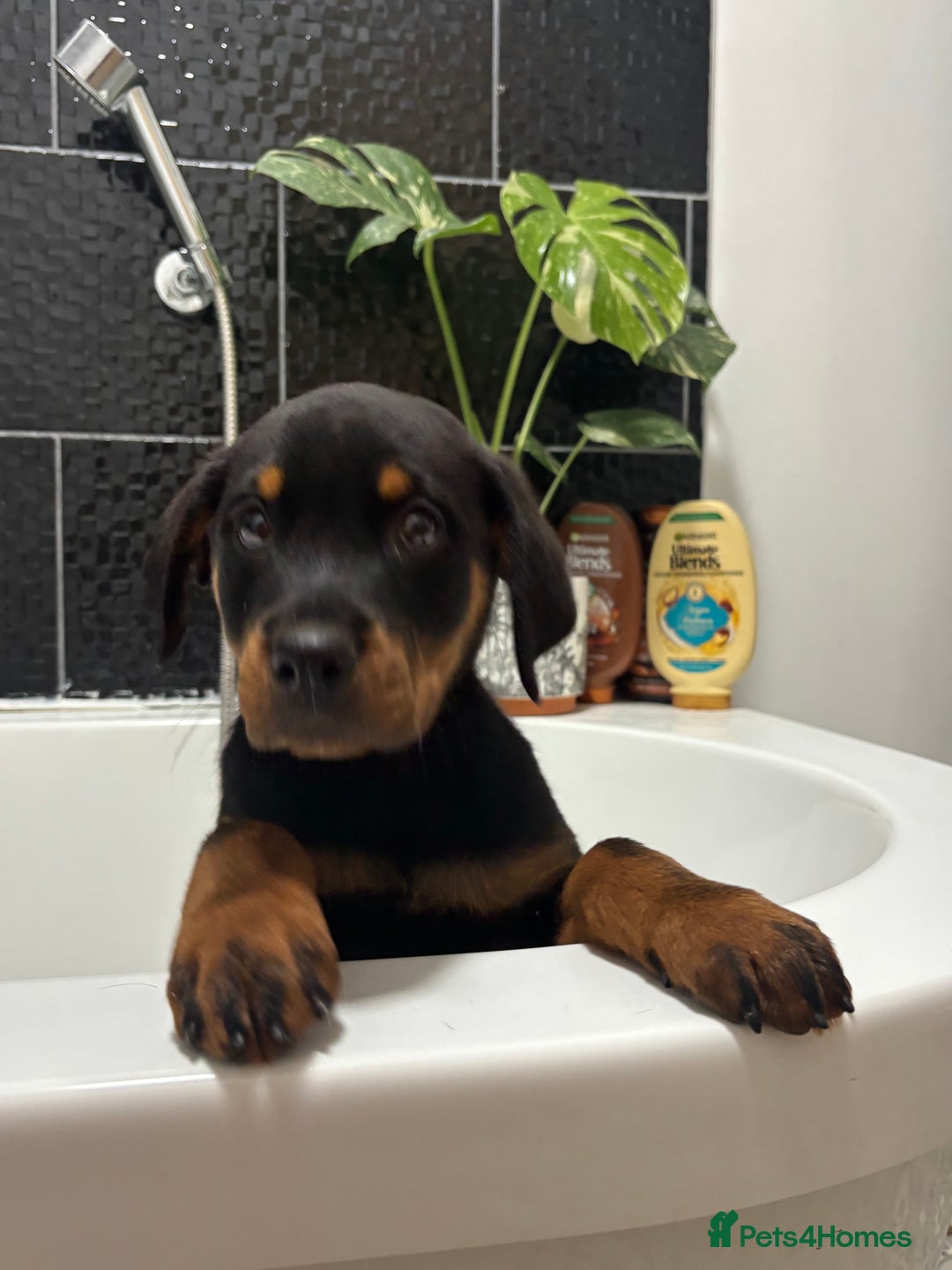 Rottweiler dogs for sale: LAST PUP  - Image 4