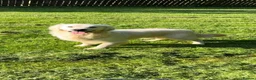 Golden Retriever dogs for sale: Outstanding Show Line KC Golden Retriever Puppies  - Advert 11