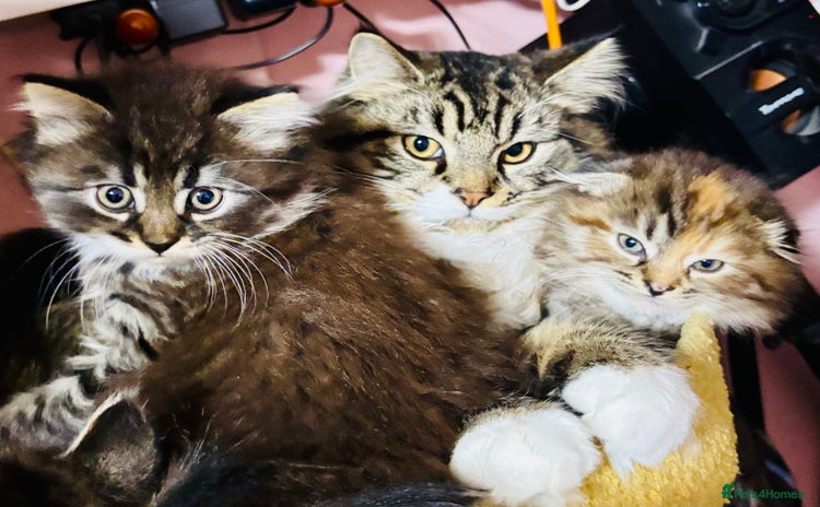 Scottish Fold cats - Advert 2