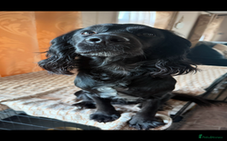 Cocker Spaniel dogs for sale: F1 , 3 pups left  - Image 12