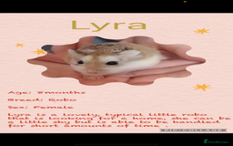 Hamster rodents for sale: Hamsters  - Image 12