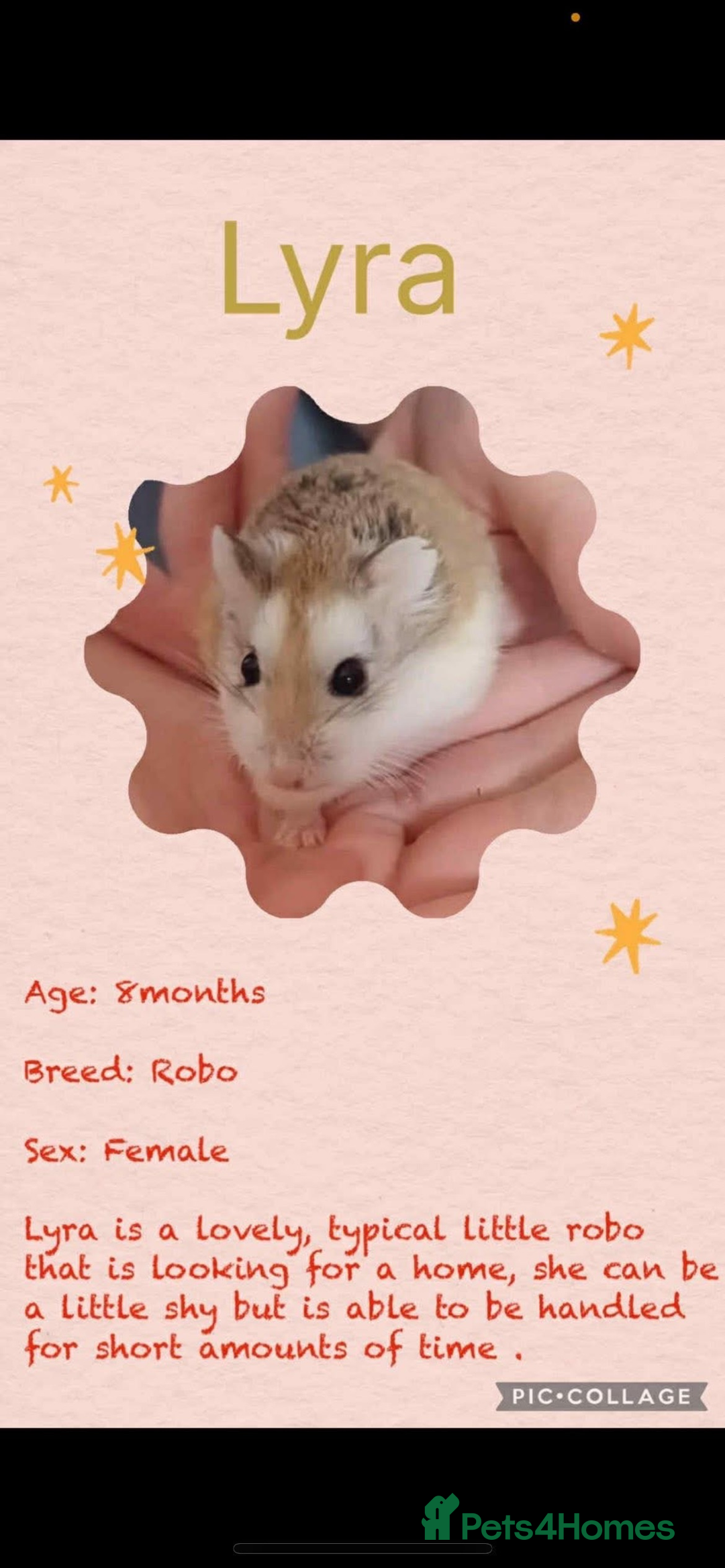 Hamster rodents for sale: Hamsters  - Image 12