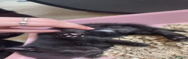 Mixed Breed 1